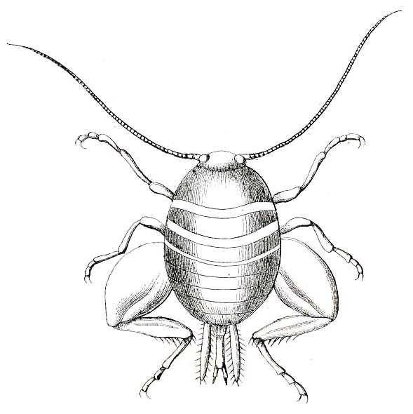 Myrmecophilus (Myrmecophilus) acervorum (Panzer, 1799): Pl IX, Fig. 3. female. (Otu).