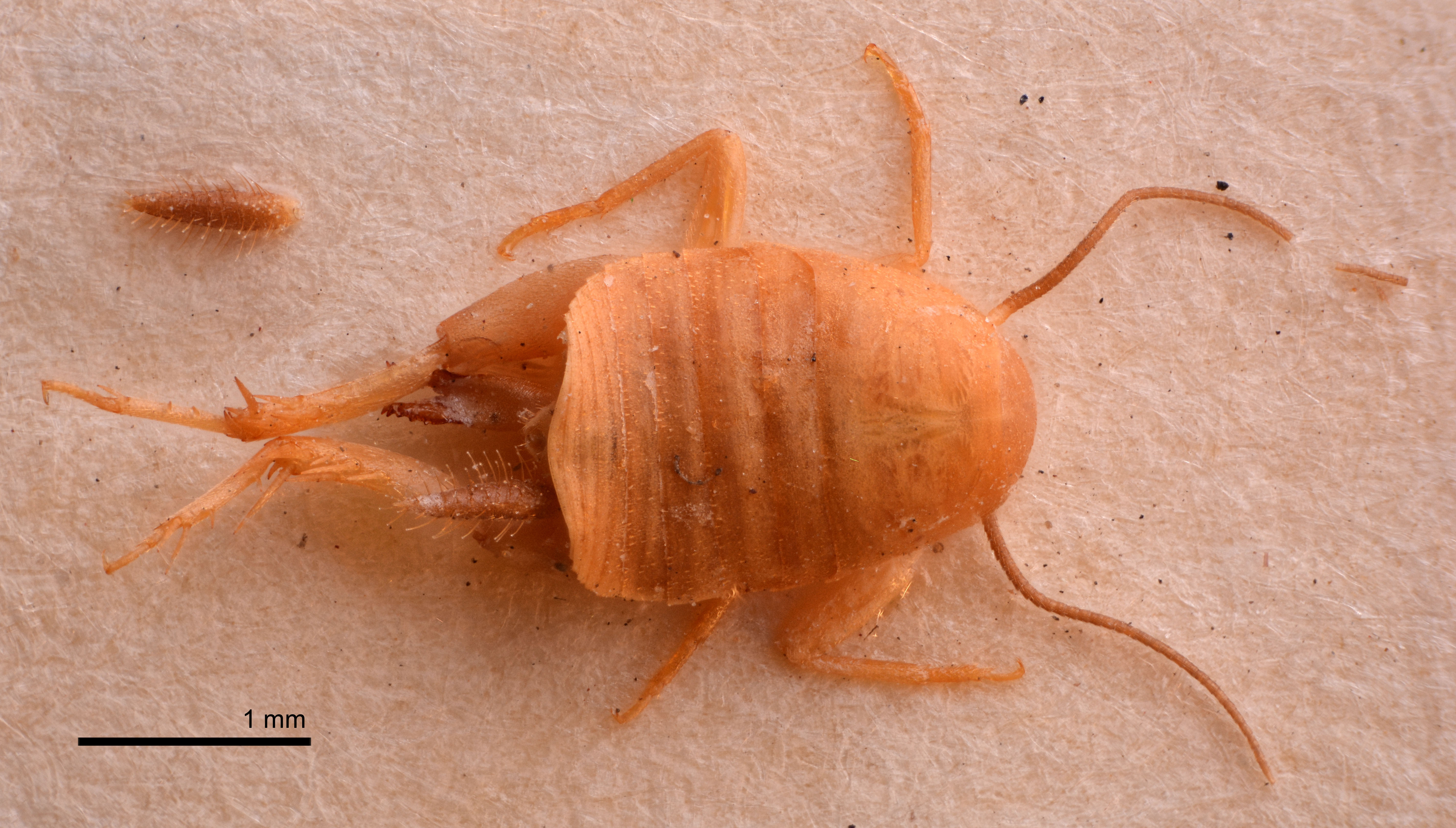 CollectionObject 1538159; 8a183617-8572-48b9-8ce4-c3aacaeb314f: female, dorsal view (holotype). (CollectionObject).