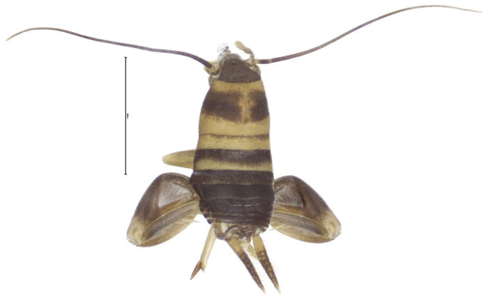 Myrmecophilus (Myrmecophilus) hebardi Mann, 1920: Fig. 1 A (reproduced with permission). female, dorsal view (Myrmecophilus leei, scale bar 1 mm). (Otu).