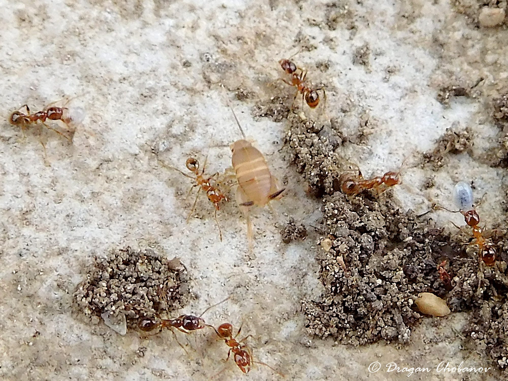 CollectionObject 1591359; 82ea005c-d361-433f-9c40-10128e986034: male (BG: E Danubian Plain, Taushan Tepe near Nevsha). (CollectionObject).