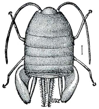 Myrmecophilus (Myrmecophilus) nebrascensis Lugger, 1898: Fig. 217 (after Lugger). female, dorsal view. (Otu).
