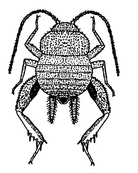 Myrmecophilus (Myrmecophilus) sapporensis Matsumura, 1904: Fig. 16 (reproduced with permission). male, dorsal view (body length 2.5-2.7 mm). (Otu).