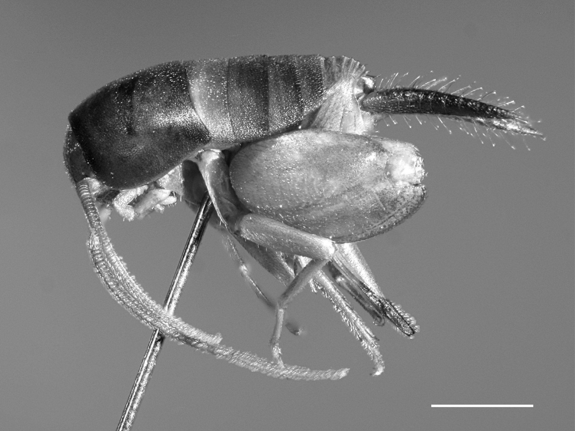 CollectionObject 1506527; 8b7f8e87-364a-4b30-902a-ba264618fa59: 2015. female, lateral view (holotype, scale bar 1 mm). (CollectionObject).
