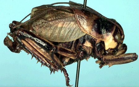 CollectionObject 1522778; 7c516939-f90a-4c8e-bee5-f6349292979c: male, lateral view (holotype). (CollectionObject).