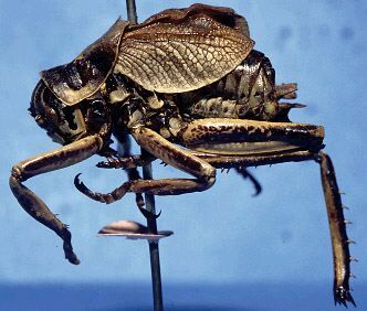 CollectionObject 1507287; a177fda8-0699-4579-942c-2d280ded8a13: male, lateral view (lectotype). (CollectionObject).