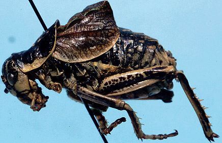 CollectionObject 1533272; 886f0e46-4df6-4611-8362-e6df1016f324: male, lateral view (lectotype). (CollectionObject).