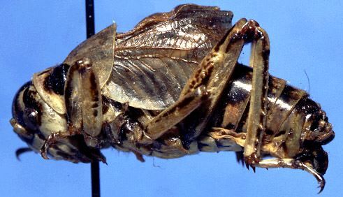 Cyphoderris strepitans Morris & Gwynne, 1978: male, lateral view (paratype). (Otu).