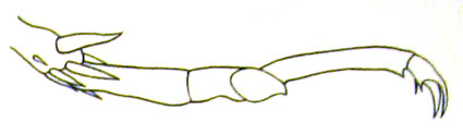 Prophalangopsis obscura (Walker, 1869): Pl. 7, Fig. 1a. hind tarsus, lateral view (after male holotype). (Otu).