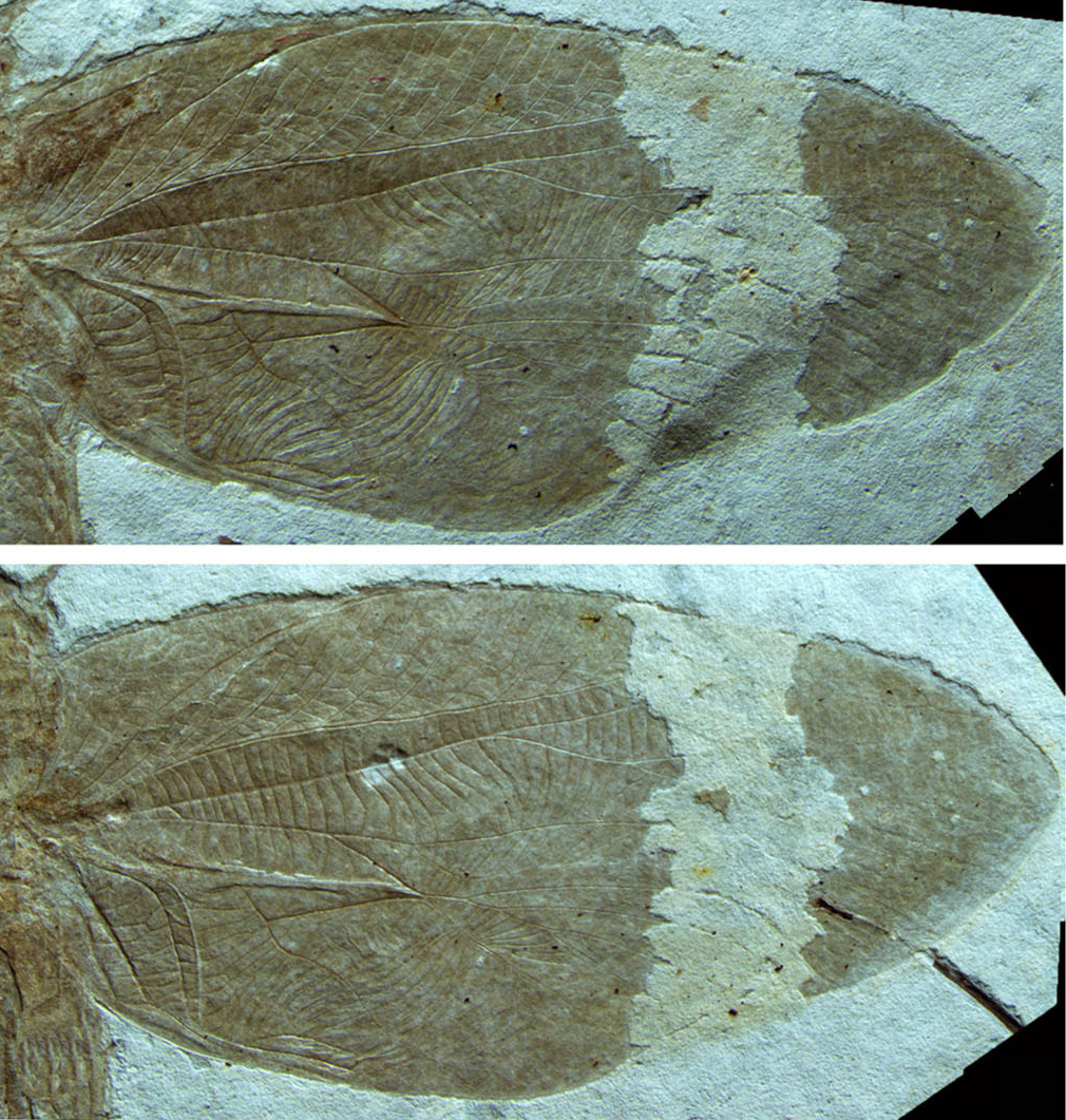 Bacharaboilus lii Gu, Qiao & Ren, 2011: left and right forewing. (Otu).