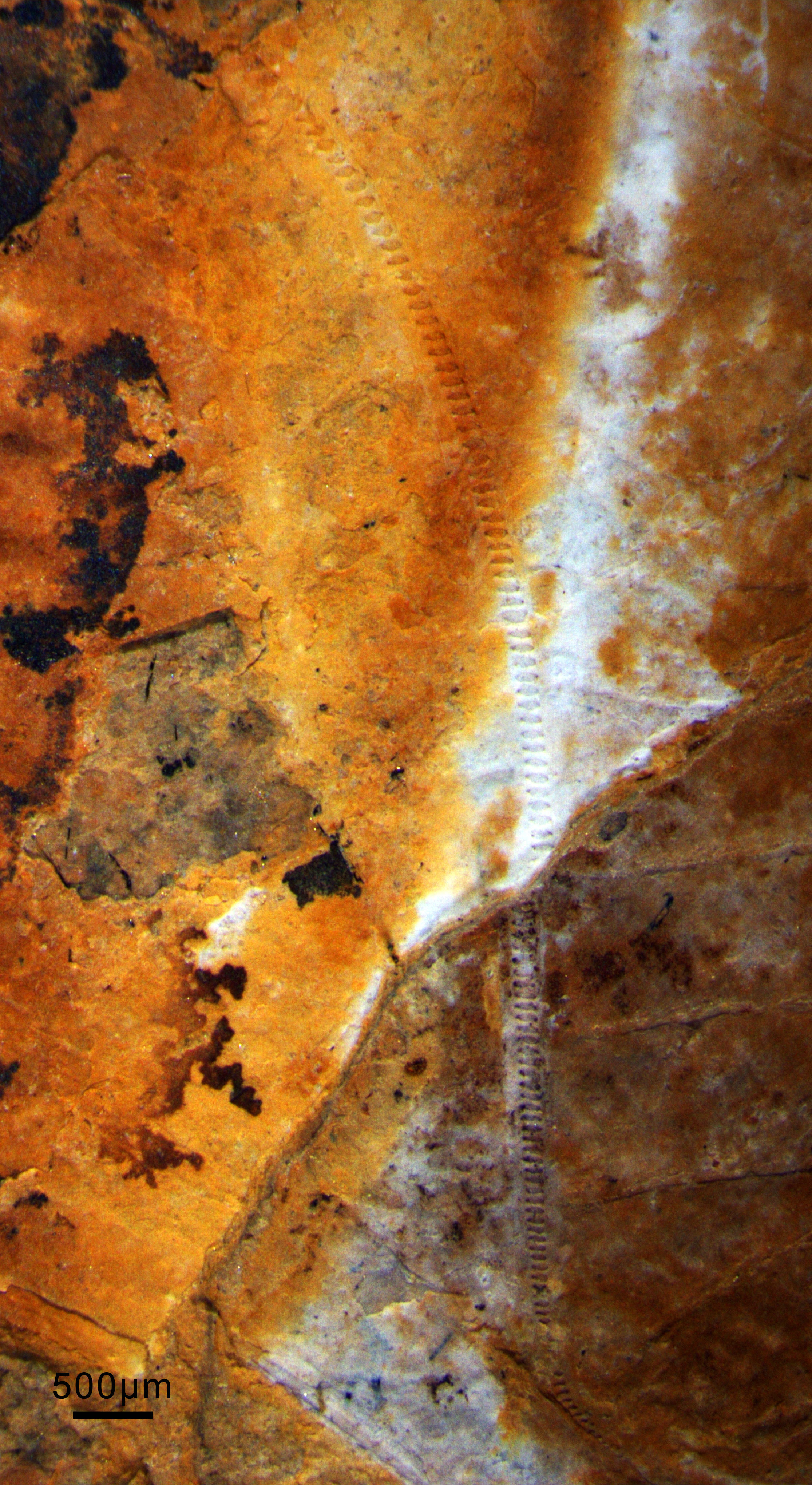 Archaboilus musicus Gu, Engel & Ren, 2012: LW positive (dorsal view in life). (Otu).