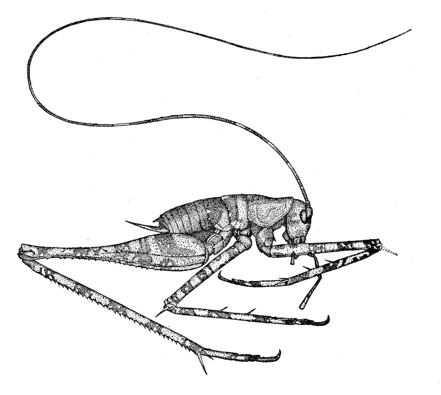 Gigantettix longipes (Rehn, 1906): Fig. 6 (after type). male habitus (body length 21.5 mm, hind femur 27.5 mm). (Otu).