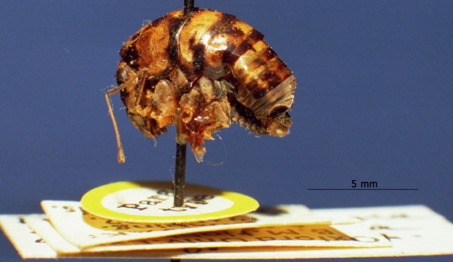 CollectionObject 1516711; 0c974b00-be48-4c36-8094-7ac1d8f86eab: lateral view (paratype). (CollectionObject).