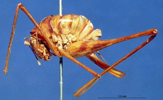 CollectionObject 1520555; 5edae79e-a1d0-4278-8254-19ae6161dec7: female, lateral view (syntype). (CollectionObject).