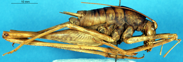 CollectionObject 1537525; 5a347a9b-7b36-4ba0-a6df-cf0b718ebd22: male, lateral view (holotype). (CollectionObject).