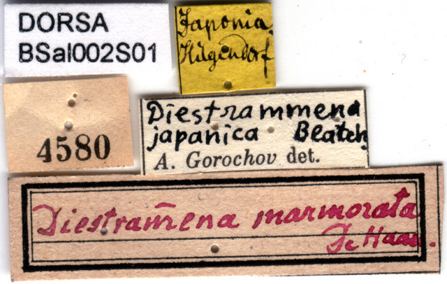 CollectionObject 1564363; 59726de2-3d04-4feb-984d-9e18607c83cc: labels. (CollectionObject).