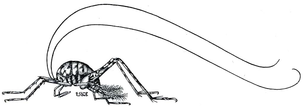 Tachycines (Tachycines) asynamorus Adelung, 1902: Fig. 205. male (body length 14-16 mm). (Otu).