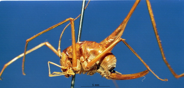 CollectionObject 1520554; 7c24b40e-98bd-4066-ae75-24f53ca7386a: female habitus lateral view. (CollectionObject).