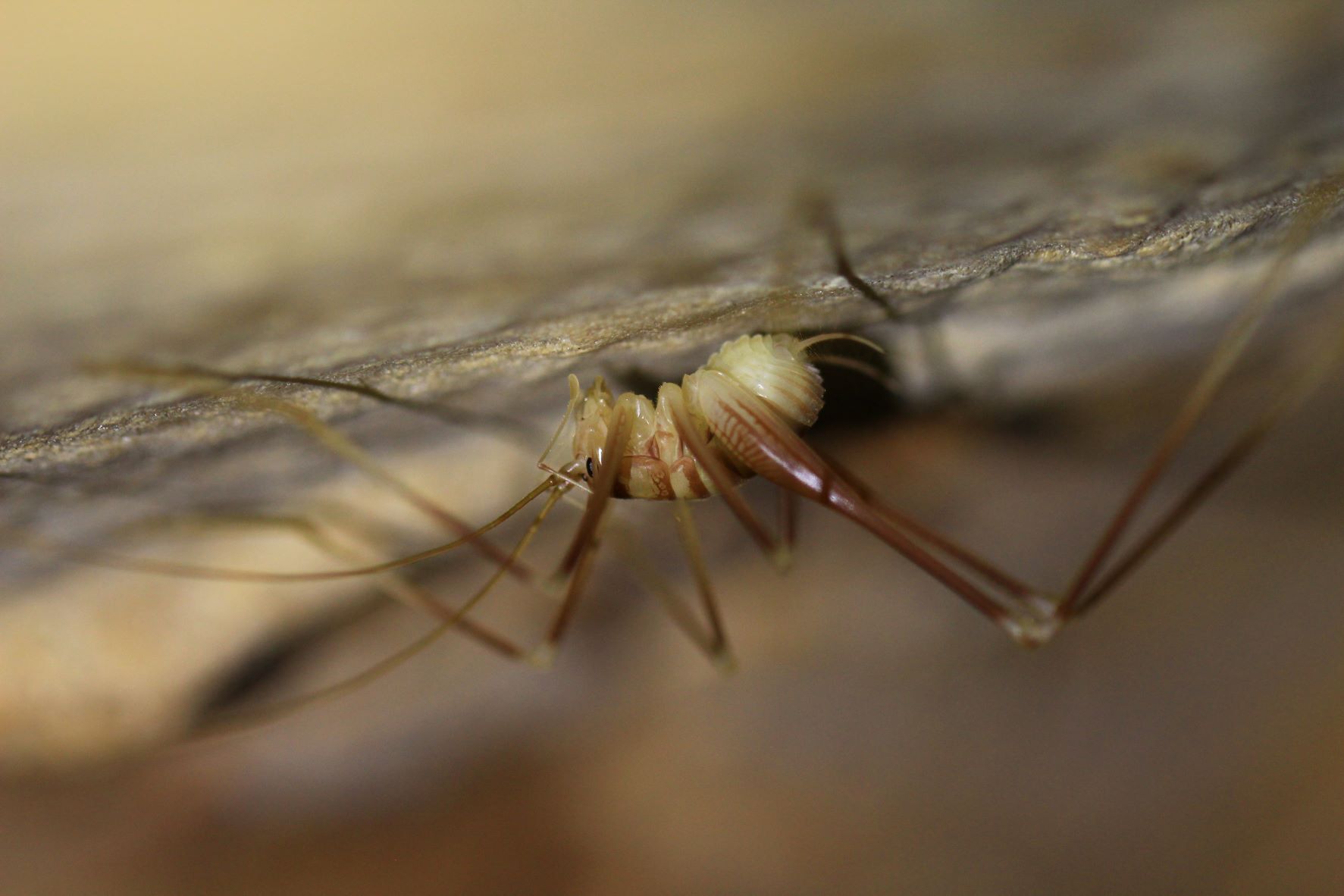 Dolichopoda araneiformis (Burmeister, 1838): male in lateral view (Croatia, Korcula Isl.). (Otu).