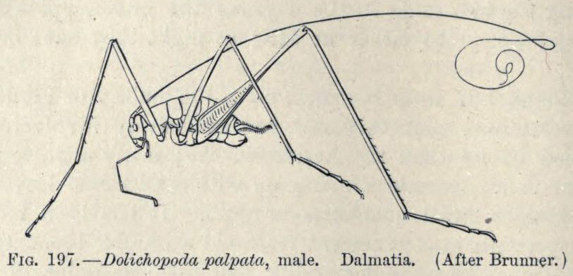 Dolichopoda palpata (Sulzer, 1776): male habitus. (Otu).