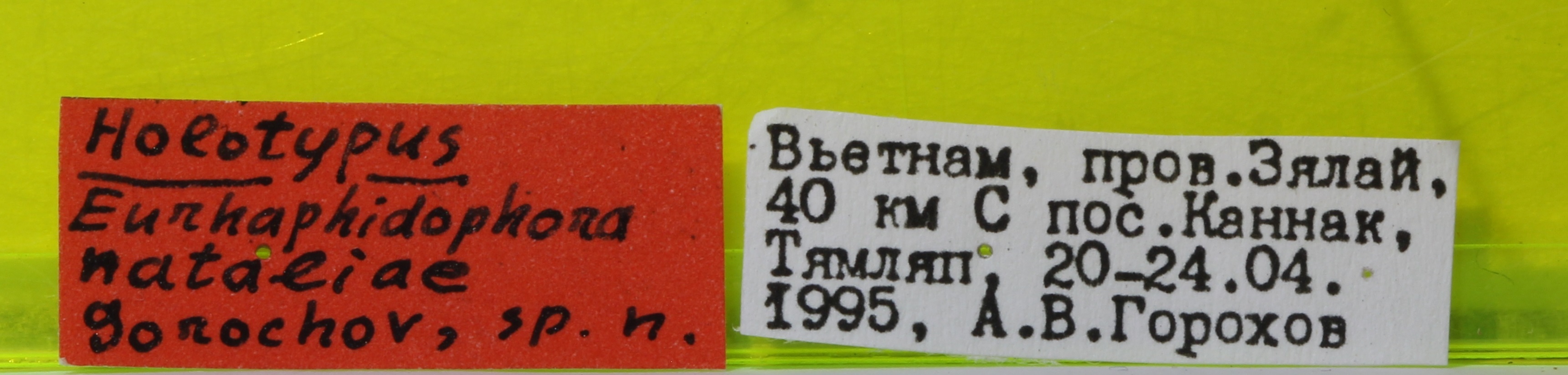 CollectionObject 1528063; d5819317-9336-4990-ae60-96bd54fd36fe: labels (holotype). (CollectionObject).