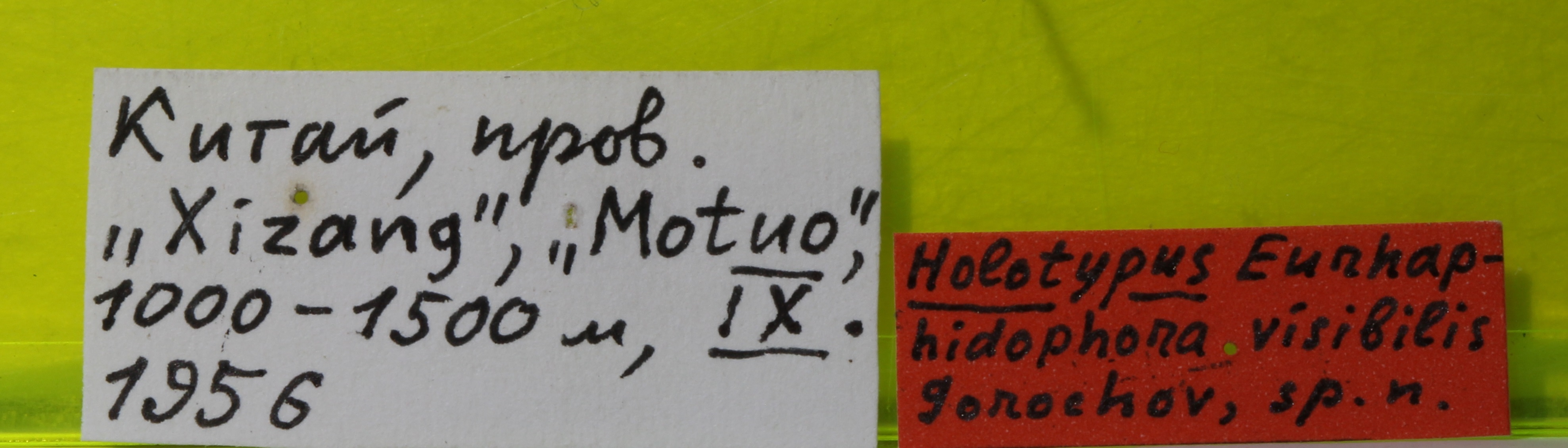 CollectionObject 1543958; f1af512c-ac63-400e-a6e9-2be491beb854: labels (holotype). (CollectionObject).