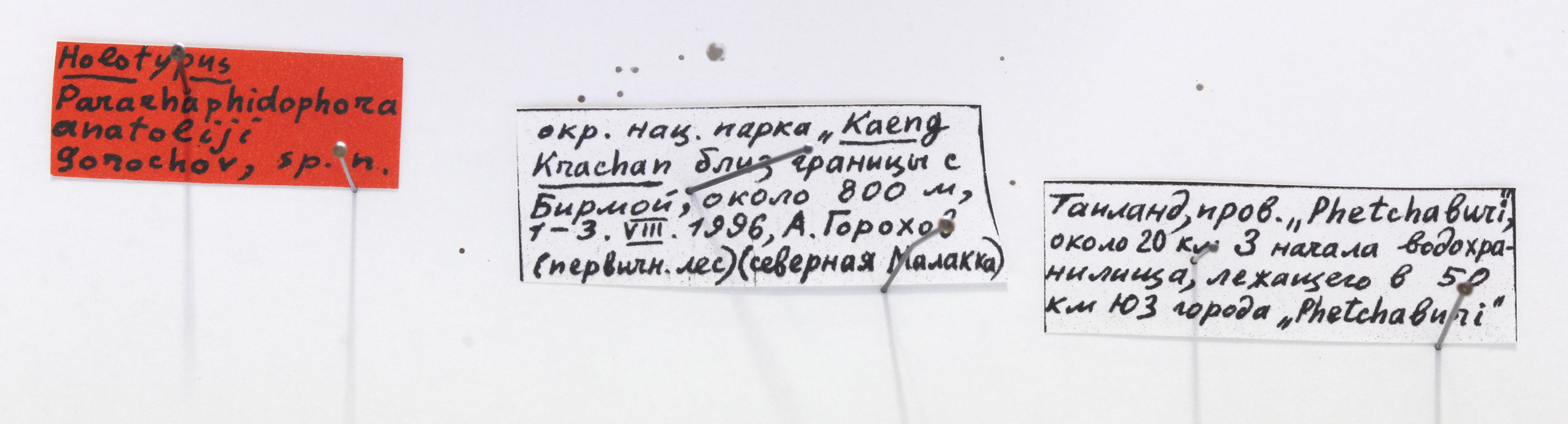 CollectionObject 1528065; 70721b57-d51a-4920-9f7b-c04eb42514c6: labels (holotype). (CollectionObject).