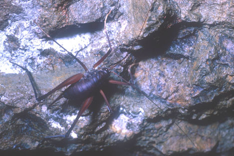 Tropidischia xanthostoma (Scudder, 1861): female. (Otu).
