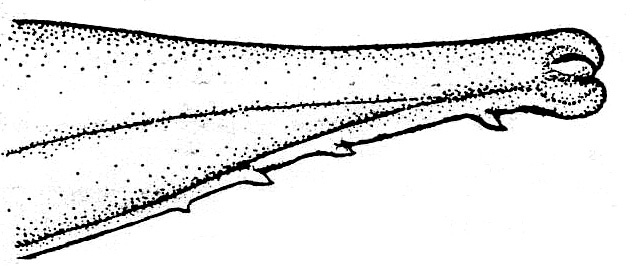 Argyrtes maculata Strohecker, 1945: Fig. 10 (after alltype). femoral spines of male. (Otu).