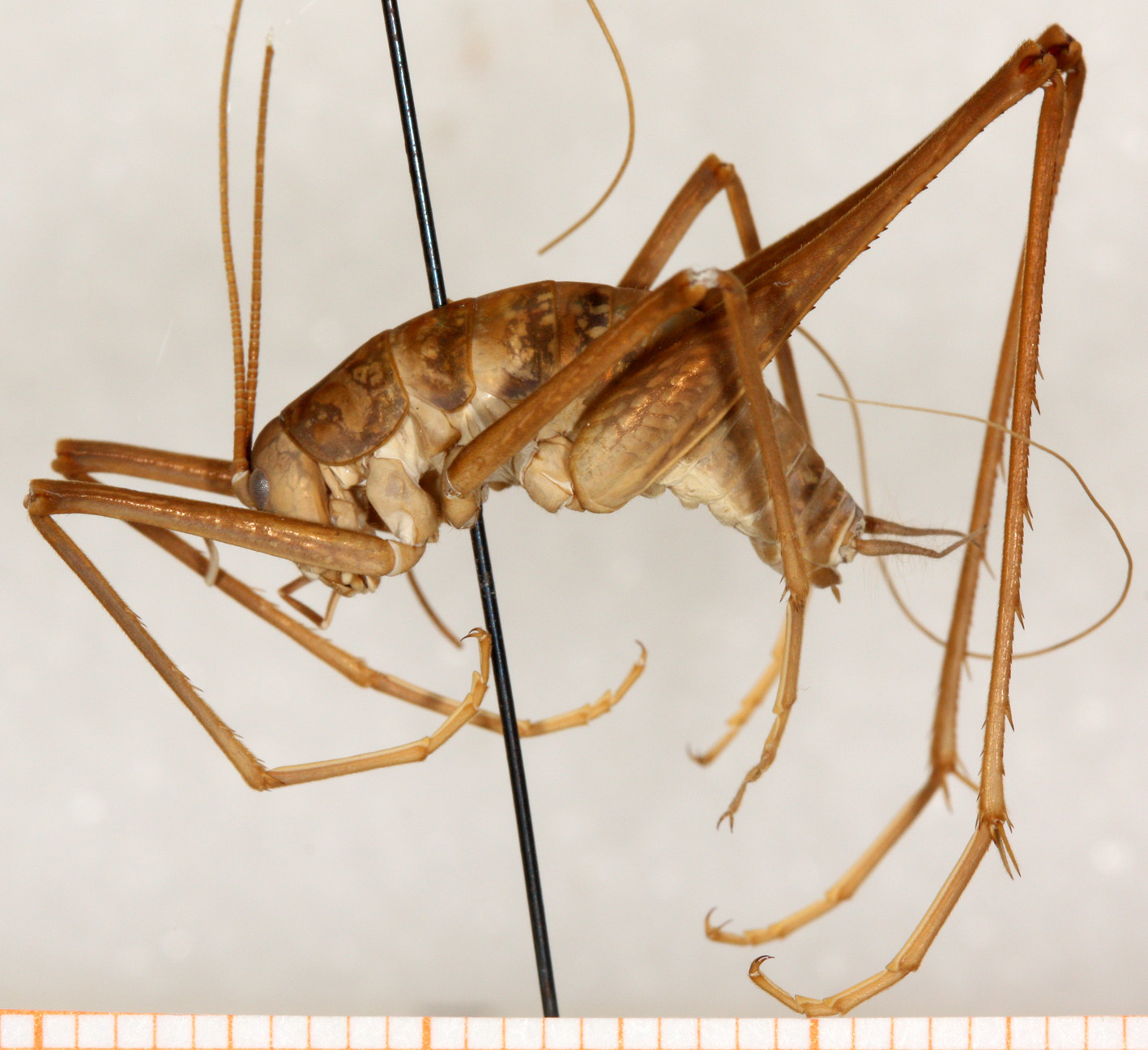 CollectionObject 1499605; e185a38b-26f8-4c22-a81c-051c20e4724e: male, lateral view (paratype). (CollectionObject).