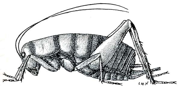 Udeopsylla robusta (Haldeman, 1850): Fig. 206. female (body length 18-26 mm). (Otu).