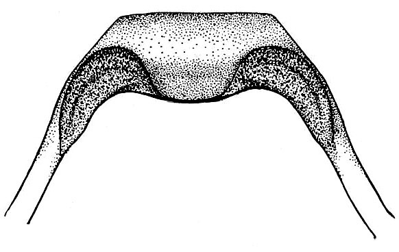 Ceuthophilus (Ceuthophilus) hubbelli Hebard, 1939: Fig. 18 (after type). male pseudosternite, dorsal view. (Otu).