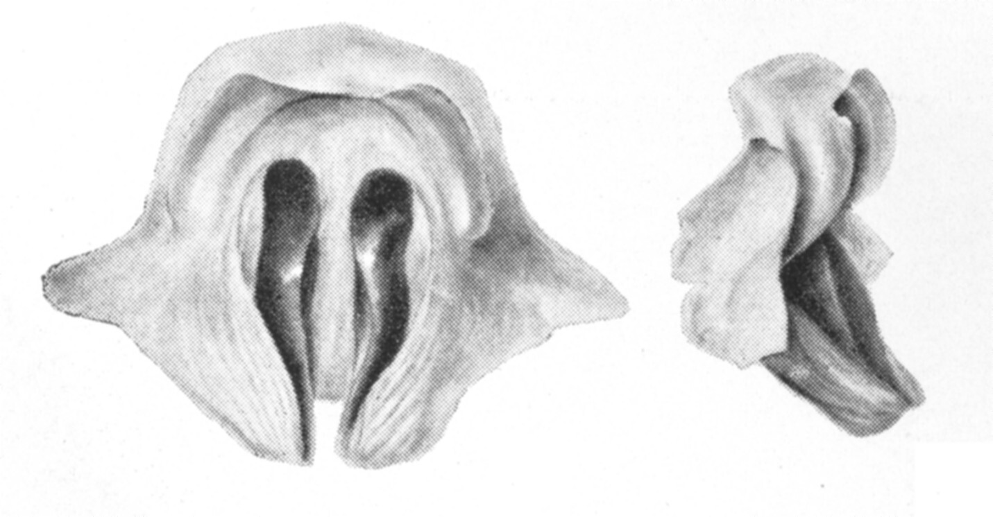 Ceuthophilus (Ceuthophilus) paucispinosus Rehn, 1905: Figs. 5-5a. epiphallus. (Otu).