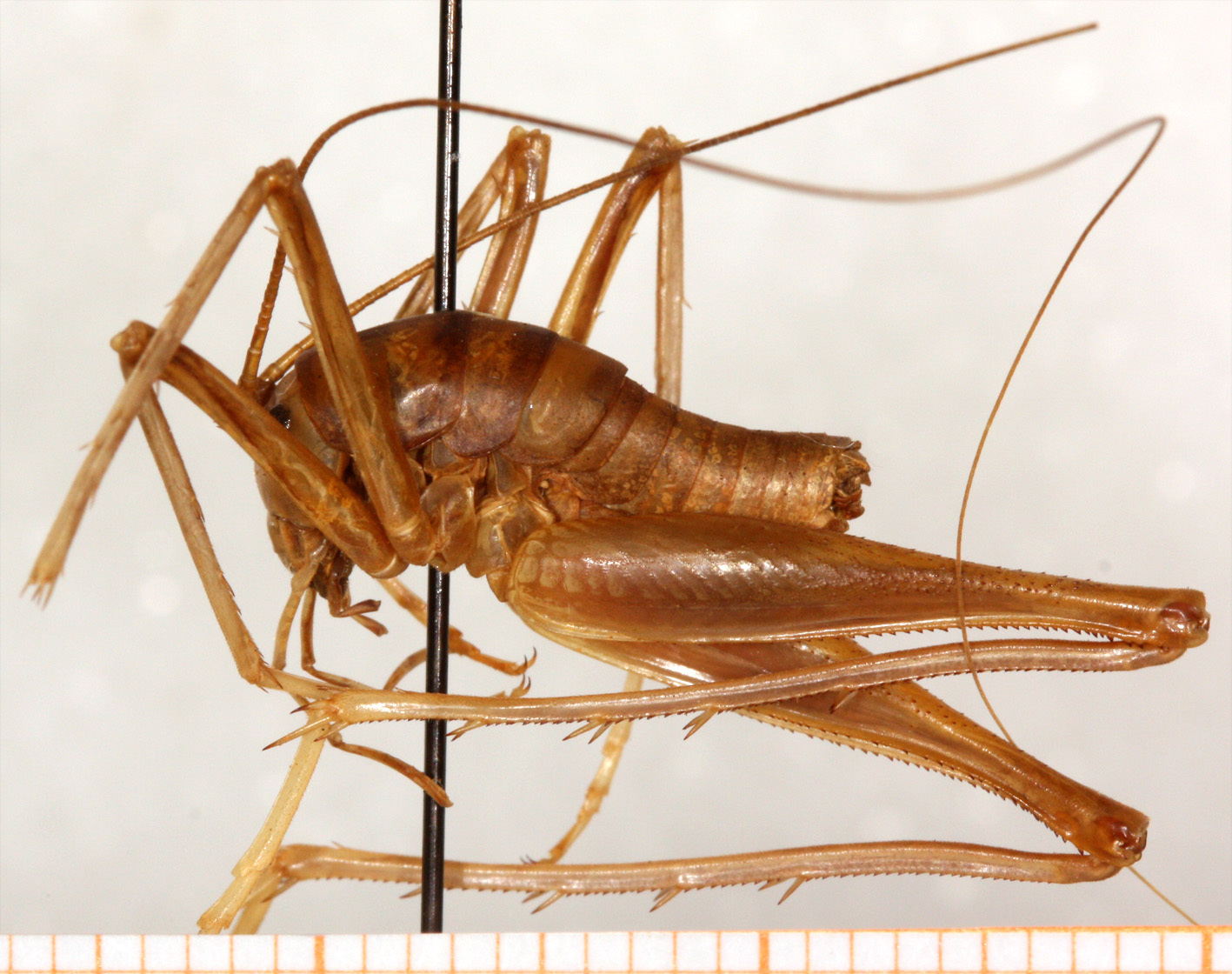 CollectionObject 1499243; a8ef1c42-8c2c-44be-955d-a378624c4ca8: male, lateral view (holotype). (CollectionObject).