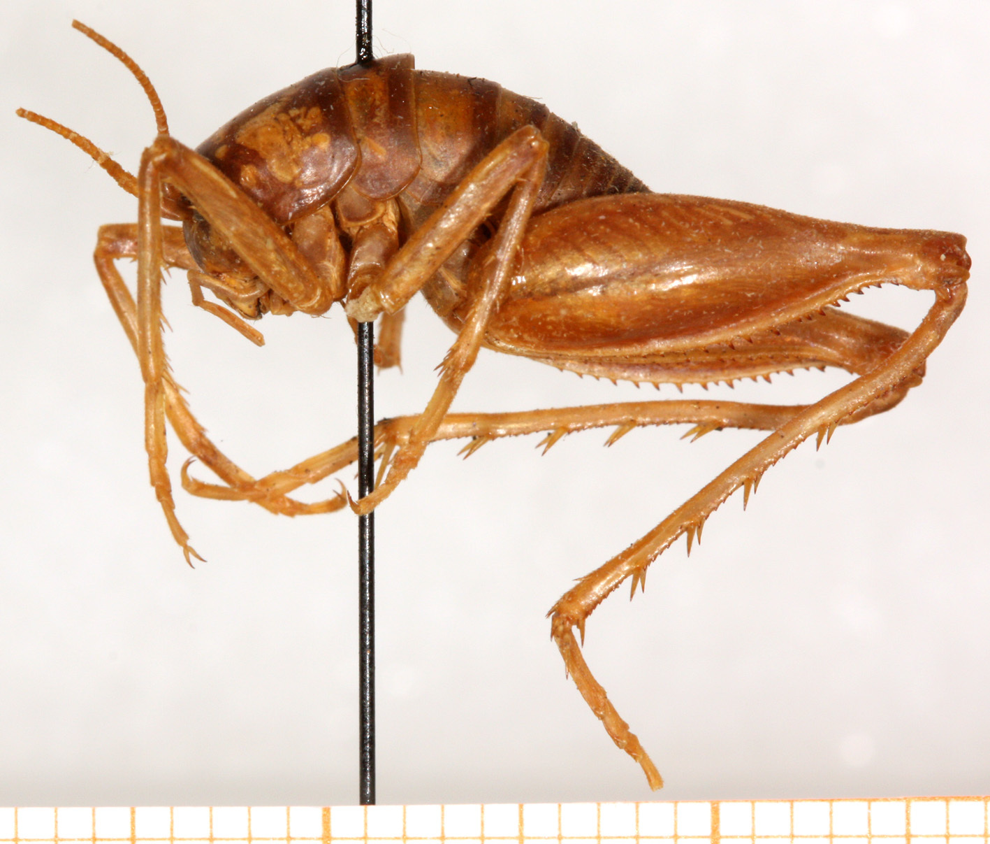 CollectionObject 1499245; 0148b3d6-4dd1-4dc7-982a-5387333034e9: male, lateral view (neotyope). (CollectionObject).