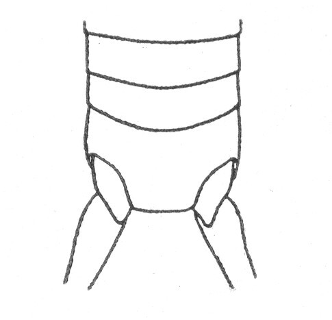 Ceuthophilus (Ceuthophilus) baboquivariae Hubbell, 1936: Fig. 582. terminal abdominal structure of male. (Otu).