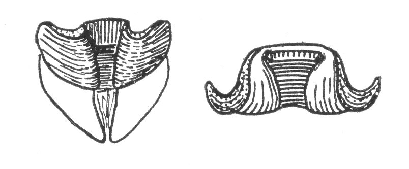 Ceuthophilus (Ceuthophilus) chiricahuae Hubbell, 1936: Figs. 681-681a. Subgenital plate of male. (Otu).