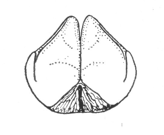 Ceuthophilus (Ceuthophilus) mescalero Hubbell, 1936: Fig. 678. Subgenital plate of male. (Otu).