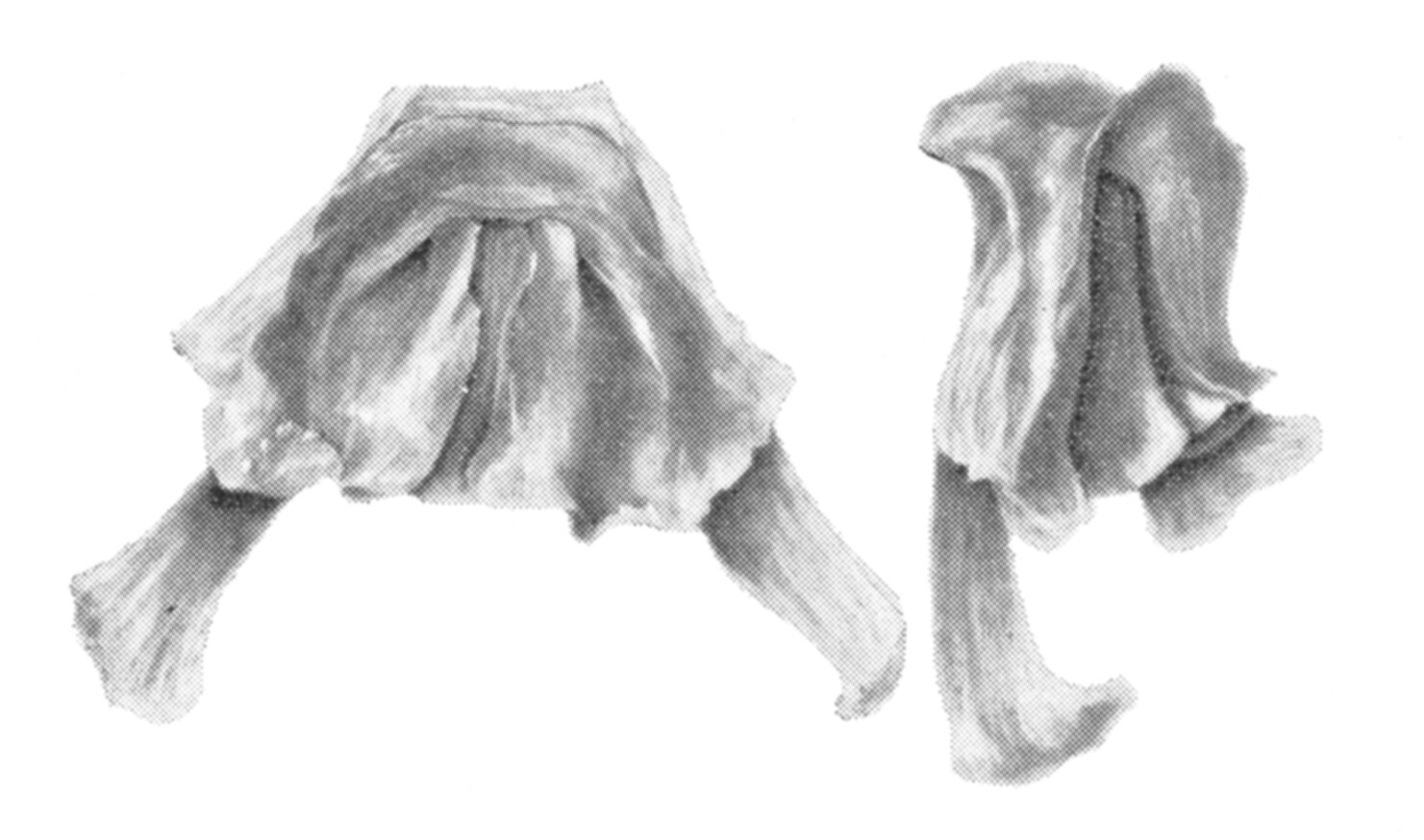 Ceuthophilus (Ceuthophilus) apache Hubbell, 1936: Fig. 43. Epiphallus. (Otu).