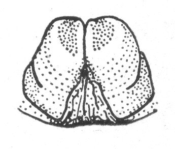 Ceuthophilus (Ceuthophilus) arizonensis Scudder, 1894: Fig. 734. male subgenital plate. (Otu).