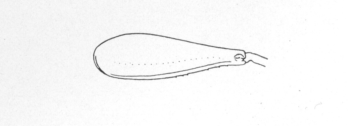 Ceuthophilus (Ceuthophilus) pallidus Thomas, 1872: Fig. 476. caudal femur of male. (Otu).