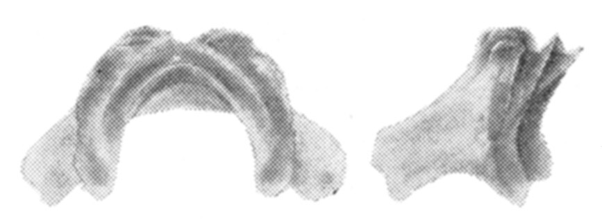 Ceuthophilus (Ceuthophilus) variegatus Scudder, 1894: Fig. 52. Epiphallus. (Otu).