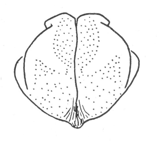 Ceuthophilus (Ceuthophilus) latibuli Scudder, 1894: Fig. 745. male subgenital plate. (Otu).