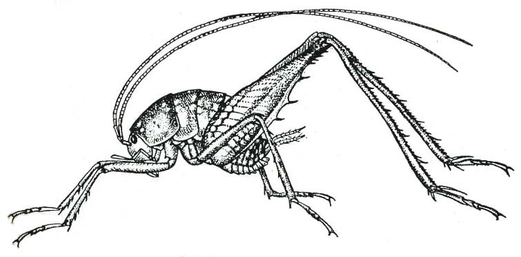 Ceuthophilus (Ceuthophilus) uhleri Scudder, 1862: Fig. 208. male habitus (body length 13.5-15.5 mm). (Otu).