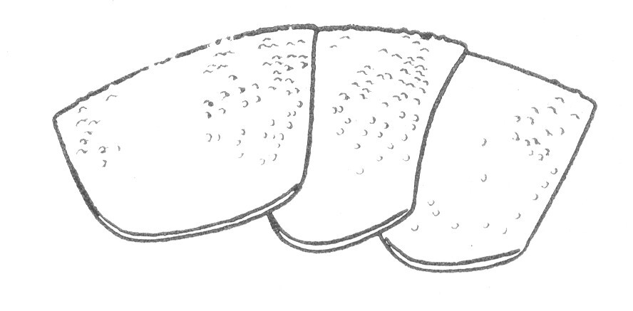 Ceuthophilus (Ceuthophilus) virgatipes Rehn & Hebard, 1905: Fig. 424. Thoracic tergites, lateral aspect. (Otu).