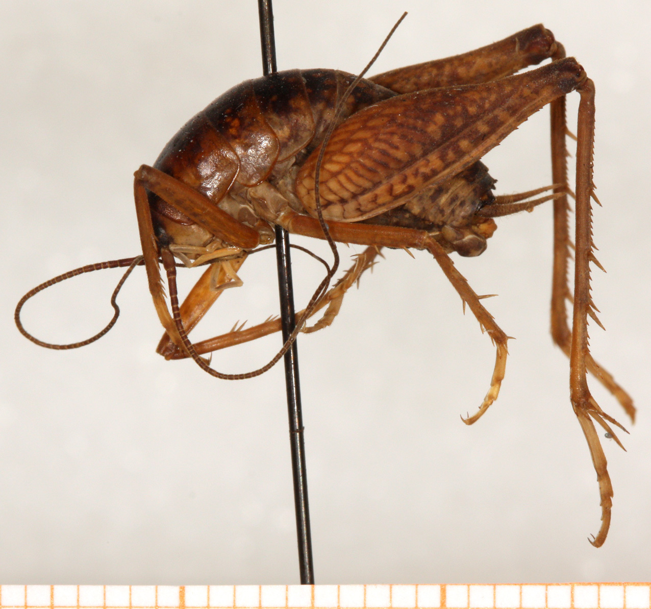 CollectionObject 1499226; a7c23f51-9d56-4056-b5f5-d4477ed7fafe: male, lateral view (holotype). (CollectionObject).