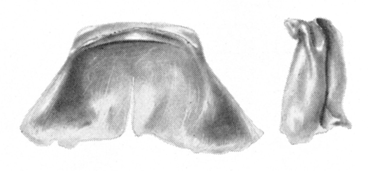 Ceuthophilus (Ceuthophilus) armatipes Hubbell, 1936: Figs. 70-70a. epiphallus. (Otu).