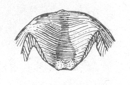Ceuthophilus (Ceuthophilus) crassifemoris Hubbell, 1929: Fig. 664. Epiproct of male. (Otu).