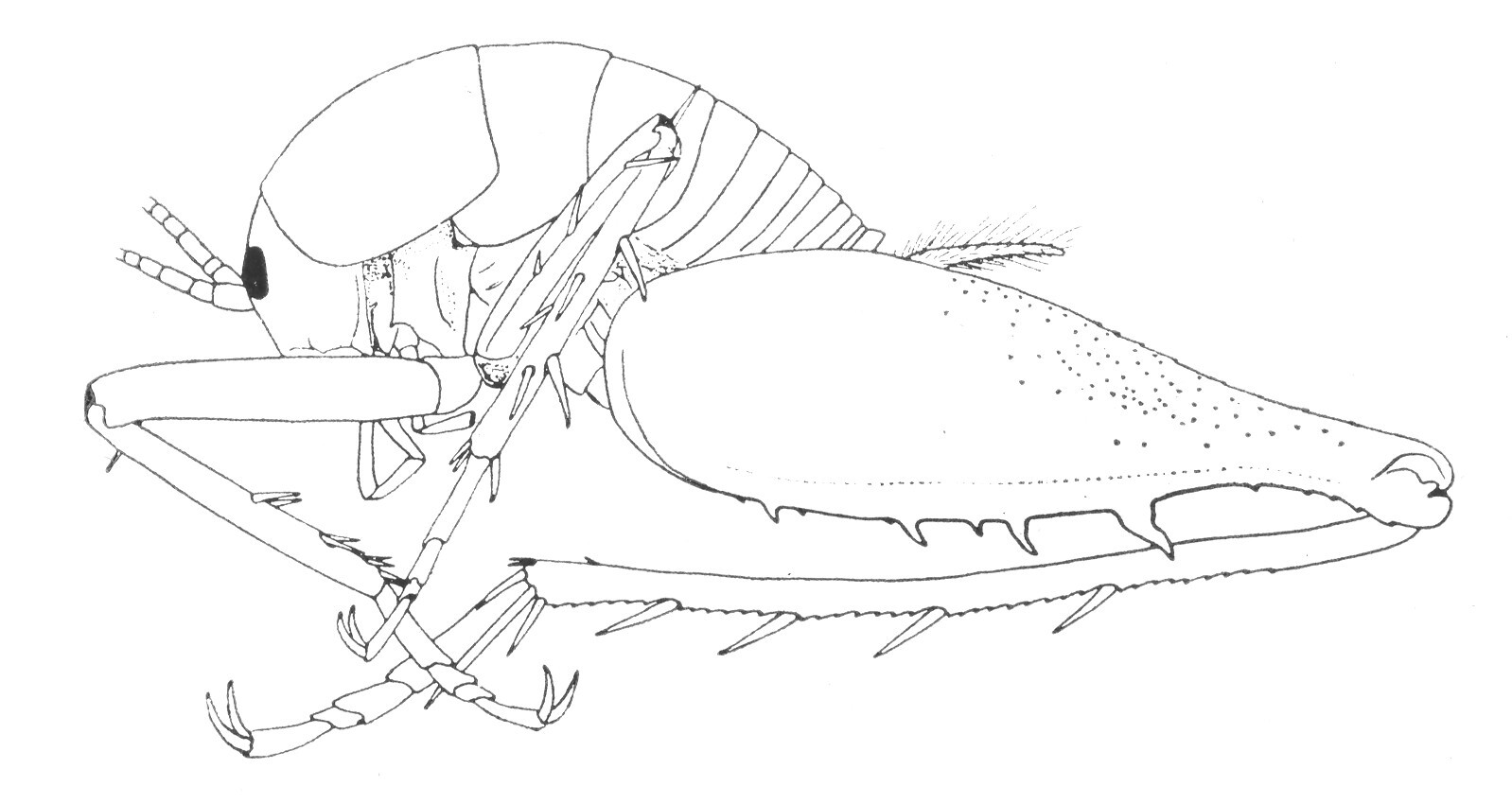 Ceuthophilus (Ceuthophilus) walkeri Hubbell, 1929: Fig. 356. male habitus. (Otu).