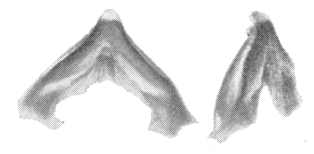Ceuthophilus (Ceuthophilus) longipes Caudell, 1924: Figs. 54-54a. Epiphallus. (Otu).