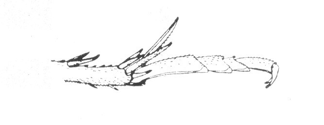 Ceuthophilus (Ceuthophilus) lapidicola (Burmeister, 1838): Fig. 234. caudal tarsus. (Otu).